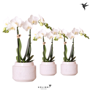 Kolibri Orchids Phalaenopsis white 2 spike in Maze pot white