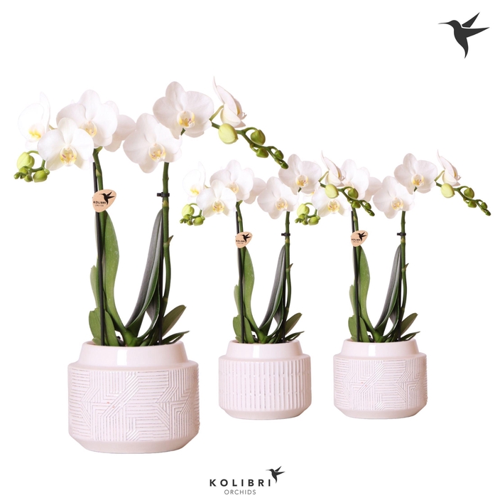 <h4>Kolibri Orchids Phalaenopsis white 2 spike in Maze pot white</h4>