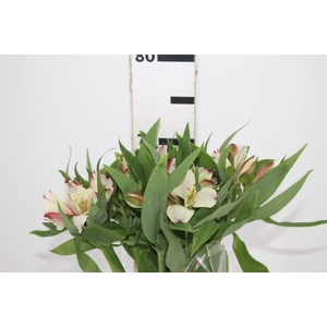 ALSTROEMERIA CHAMPAGNE 070 CM