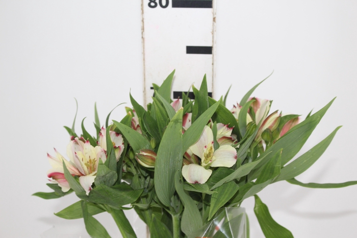 <h4>ALSTROEMERIA CHAMPAGNE 070 CM</h4>