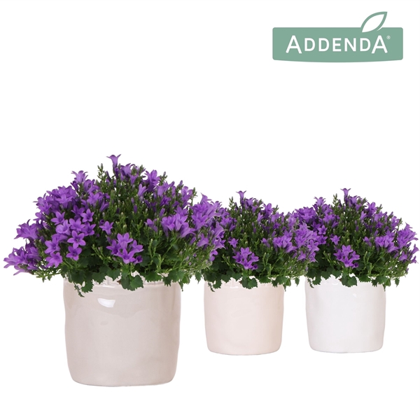 <h4>Campanula Addenda Ambella Intense purple in Stones pot mix</h4>