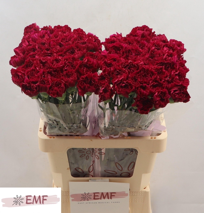 <h4>DI ST YUKARI VIOLET</h4>