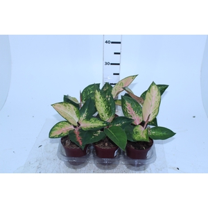 AGLAONEMA LAWAN P12