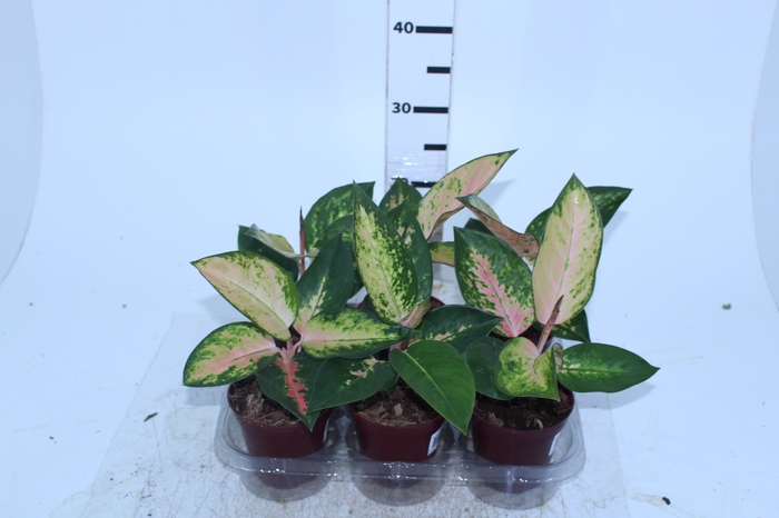 AGLAONEMA LAWAN P12