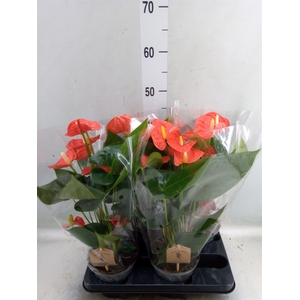 Anthurium andr. 'Sierra Orange'