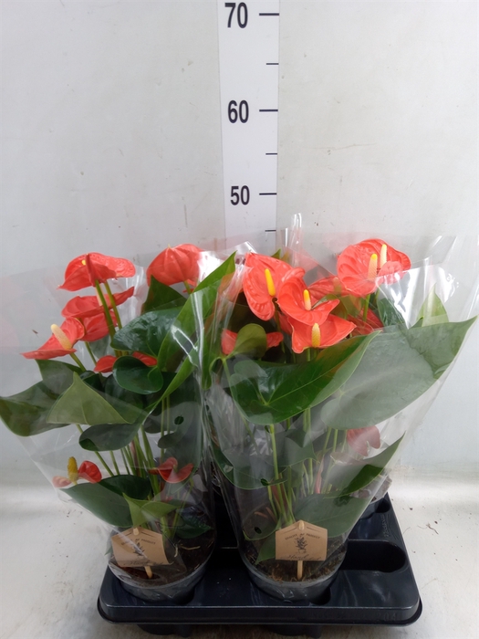 <h4>Anthurium andr. 'Sierra Orange'</h4>
