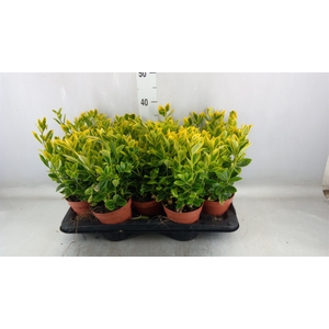 Euonymus japon. 'Aureus'