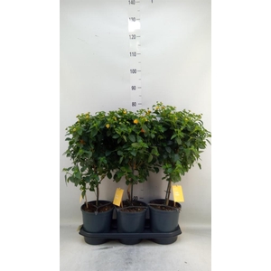 Lantana camara 'Simon Orange'