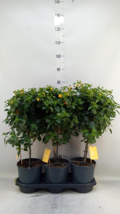 <h4>Lantana camara 'Simon Orange'</h4>