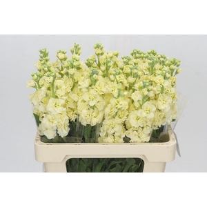 Matthiola Iron Yellow