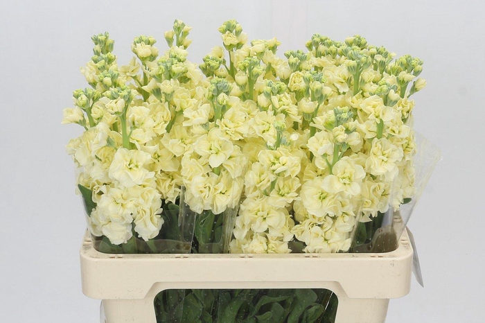 <h4>Matthiola Iron Yellow</h4>
