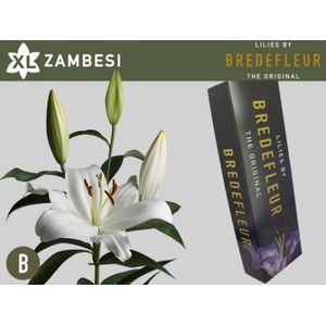 LI OT ZAMBESI 2pit QUALITY BOX