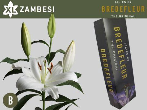 <h4>LI OT ZAMBESI 2pit QUALITY BOX</h4>