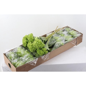 Hydr Emerald Green Sel Box