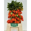 Physalis Overig