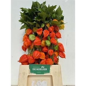 Physalis Lampion Tak