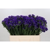 Limonium Navy Sun Birds