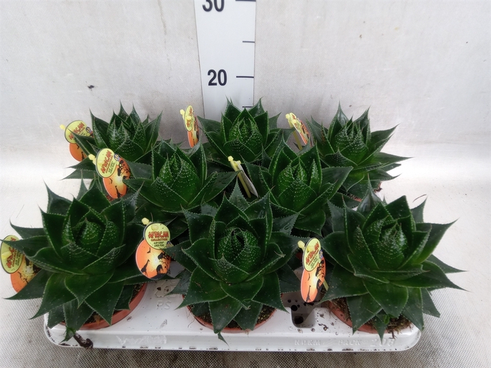 <h4>Aloe aristata 'Cosmo'</h4>