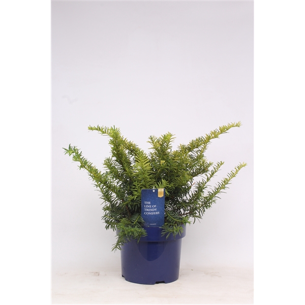 <h4>Taxus baccata 'Summergold'</h4>