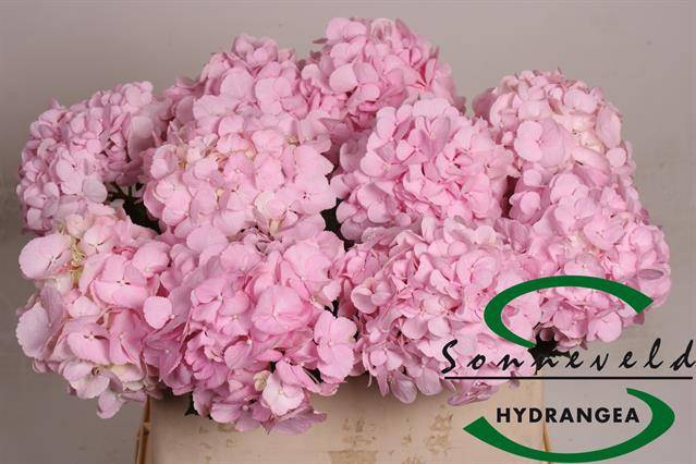 <h4>HYDR M PINKY</h4>