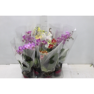 PHALAENOPSIS MINI P09 2 HT PREMIUM