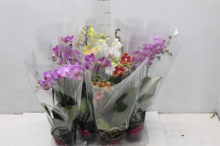 <h4>PHALAENOPSIS MINI P09 2 HT PREMIUM</h4>