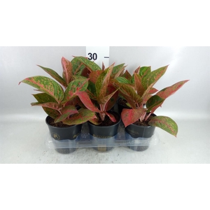 Aglaonema KB   ...