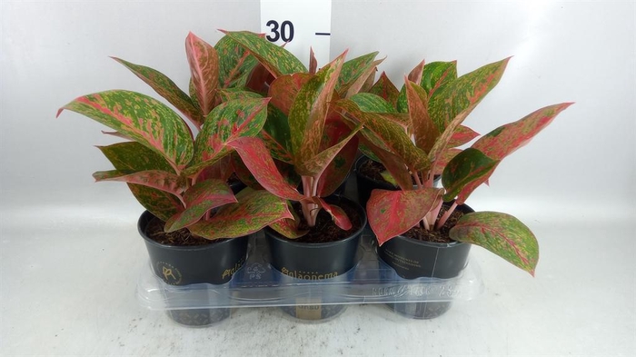 <h4>Aglaonema KB   ...</h4>