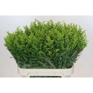 Solidago Golden Glory