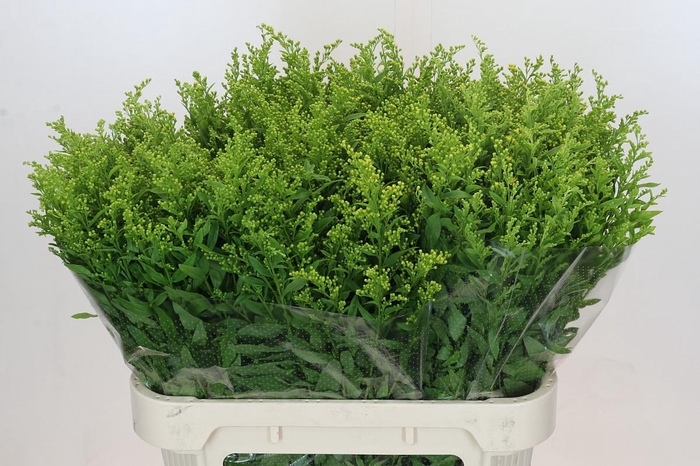 Solidago Golden Glory