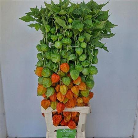 <h4>Physalis Lampion Tak</h4>