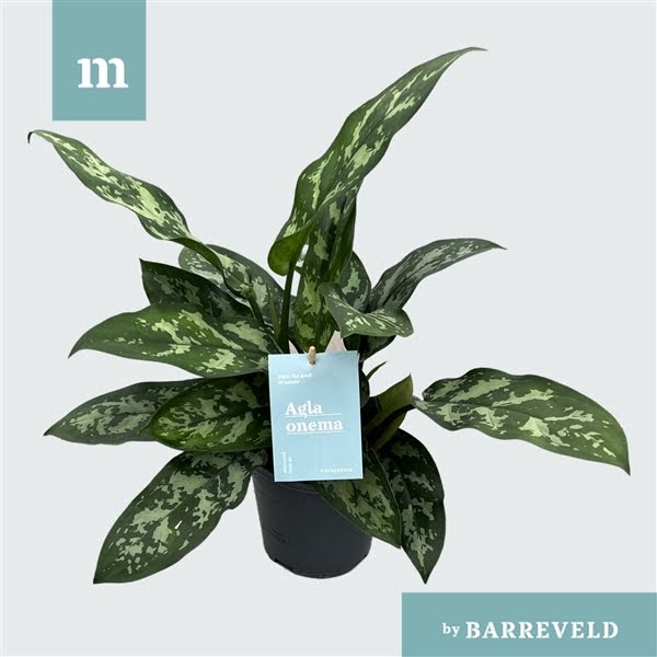 <h4>Green agla 'Maria' (Aglaonema)</h4>