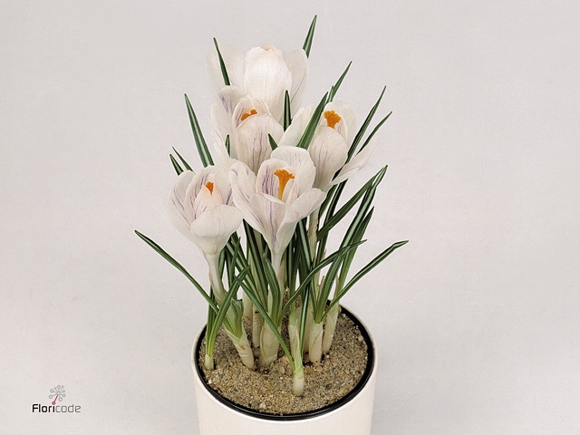 Crocus vernus 'Jeanne d'Arc'