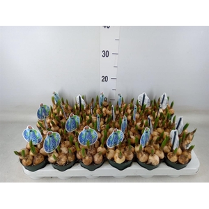 Muscari  'Big Smile'