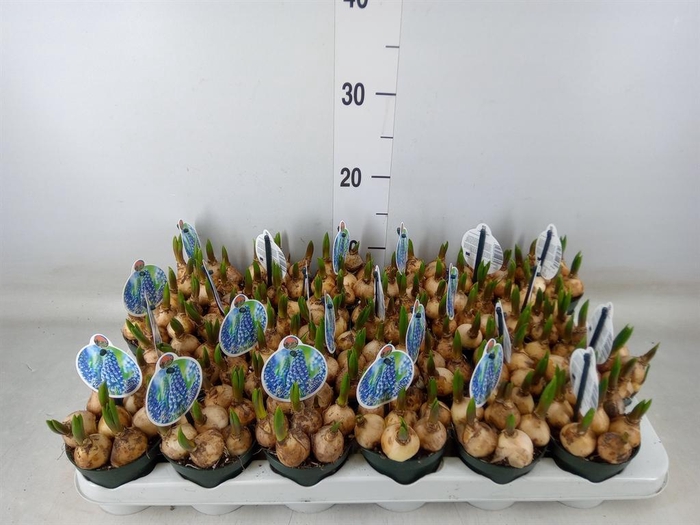 <h4>Muscari  'Big Smile'</h4>