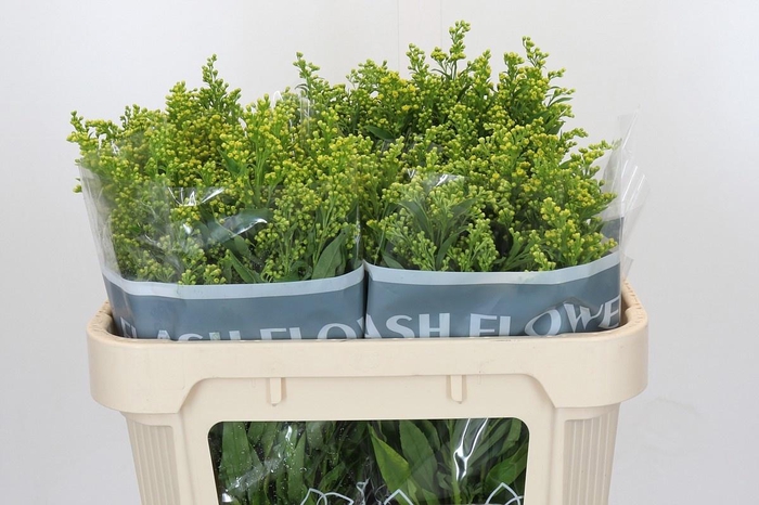 <h4>SOLI GOLDEN GLORY</h4>