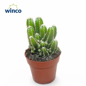 Cereus Peruvianus Florida