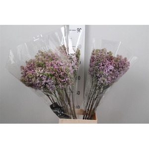 Syr V Lavaliensis 2+