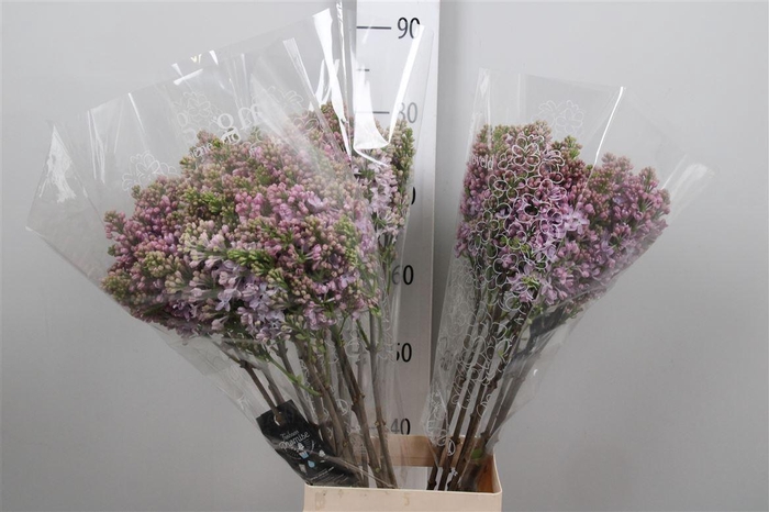 <h4>Syr V Lavaliensis 4+</h4>