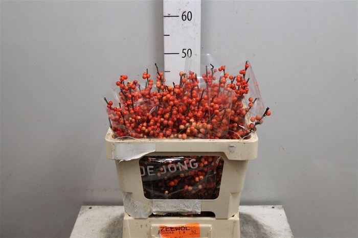 <h4>Ilex Ve Oudijks Orange</h4>