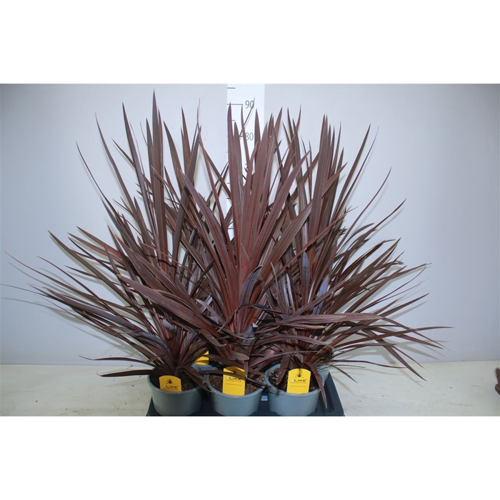 <h4>Cordyline Aus Red Star</h4>