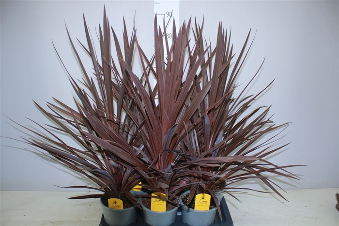 Cordyline Aus Red Star