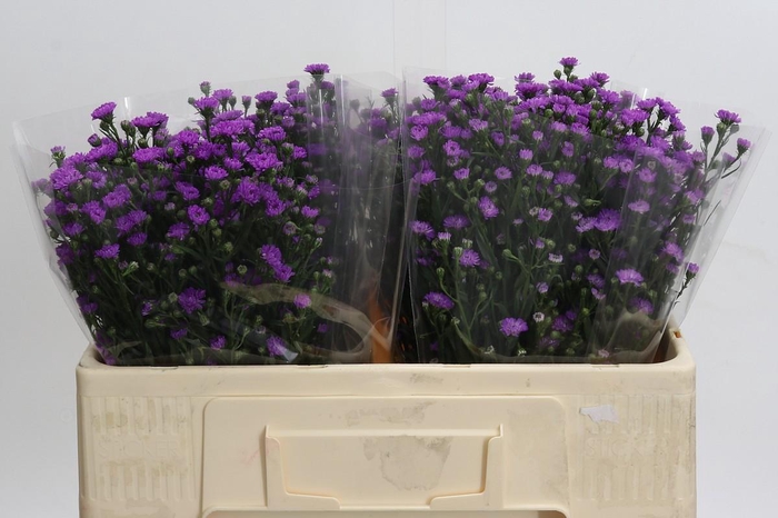 <h4>Aster Baby Pink</h4>