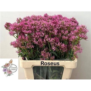 Centr Ruber Roseus
