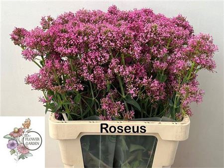 <h4>Centr Ruber Roseus</h4>