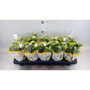 Kalanchoe blos. 'Calandiva Whites'