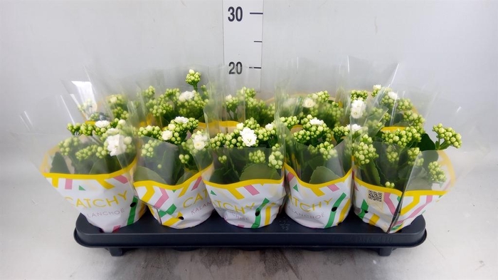 <h4>Kalanchoe blos. 'Calandiva Whites'</h4>