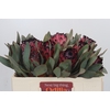 Protea Barbigera Ruby Princess Air