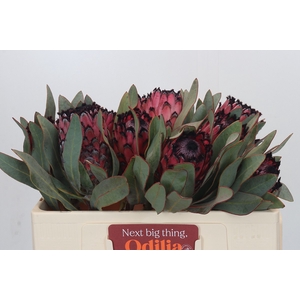 Protea Barbigera Ruby Princess Air
