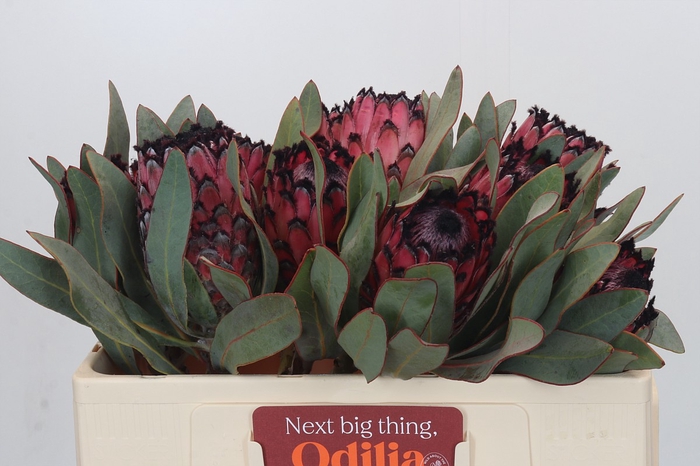 <h4>Protea Barbigera Ruby Princess Air</h4>